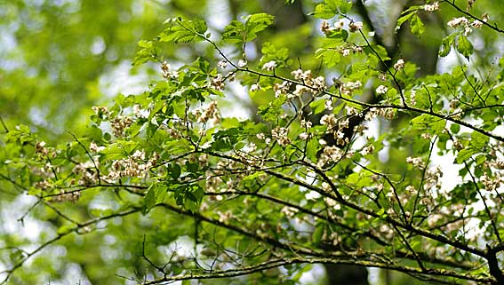 fructification de l'orme