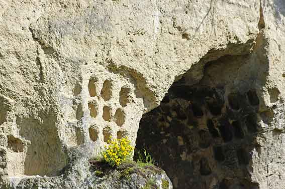 giroflée devant boulins
