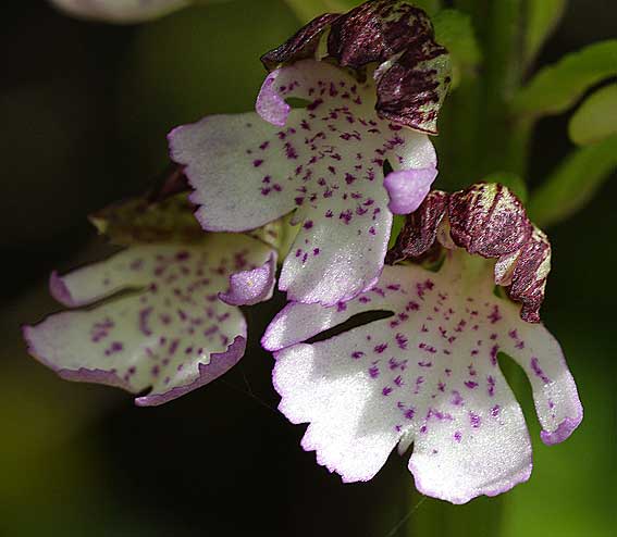 gros plan sur label d'O. purpurea