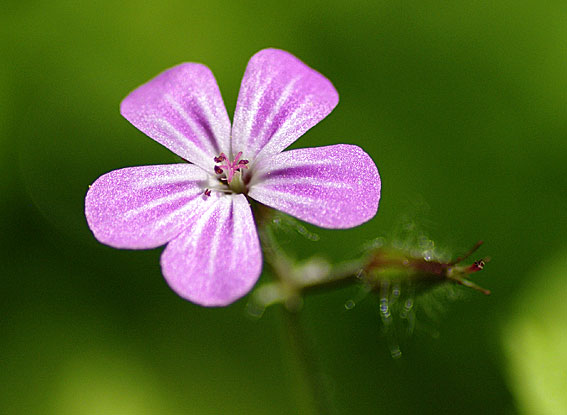 fleur de géranium des bois