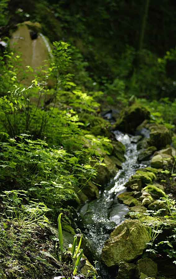 ruisseau et cascade