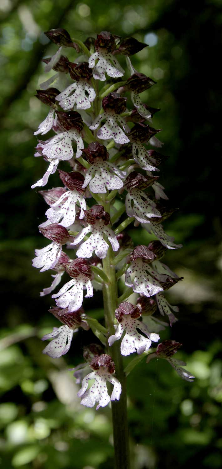 hampe fleurie d'Orchis purpurea