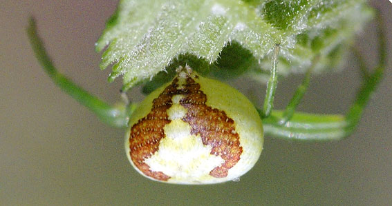 araignée-crabe de l'arrière