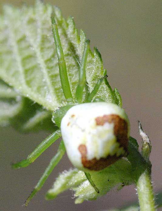 araignée-crabe de dessus