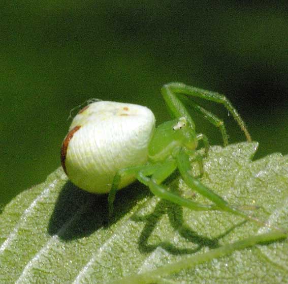 araignée-crabe de profil