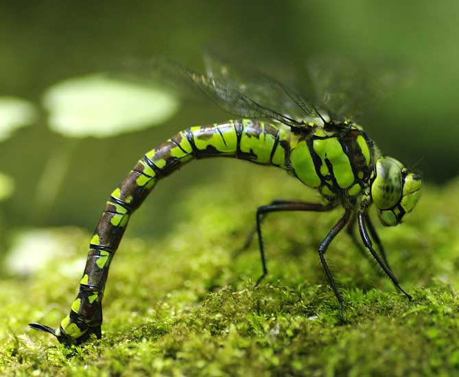 grande aeshne des joncs ?