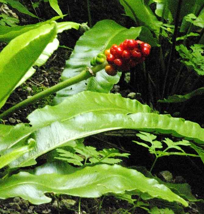 Scolopendres et fruit de gouet