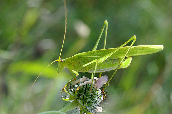 grande sauterelle verte
