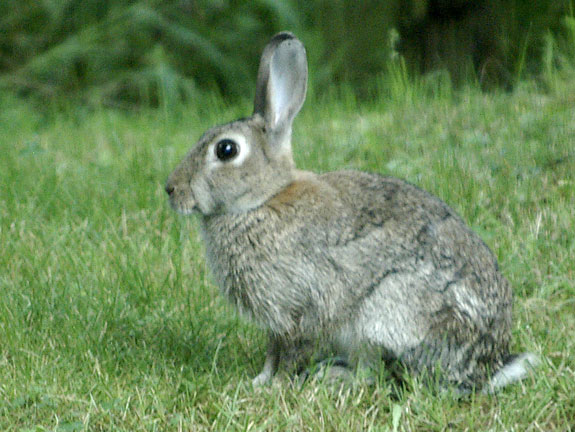garenne réfléchissant