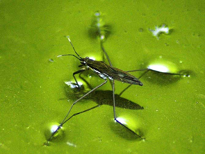 gerris posé sur l'eau