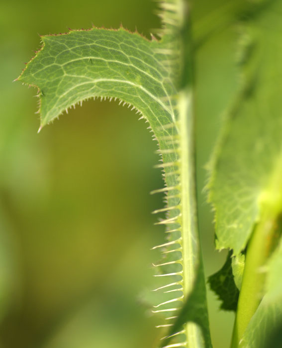 épines en hallebarde