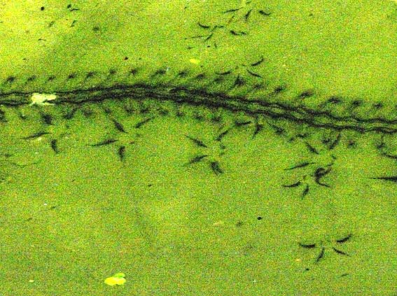 traces lisibles mais par qui ?