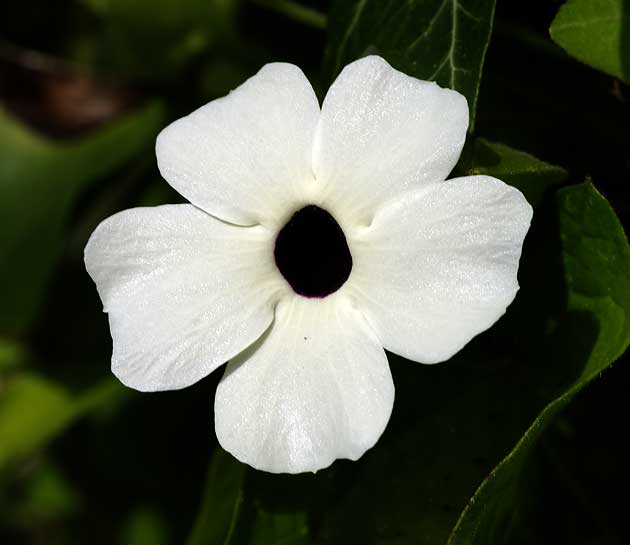 fleur de Thunbergia alata
