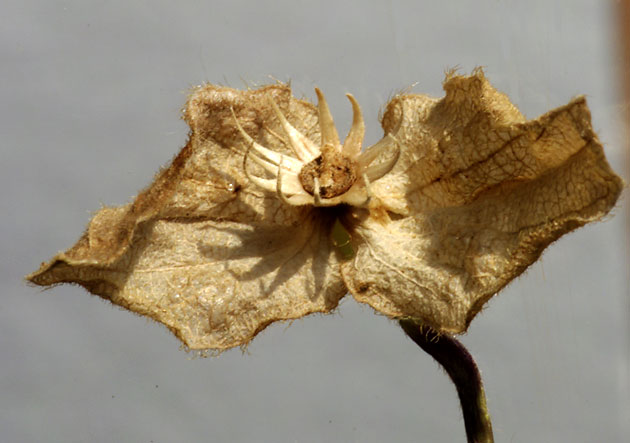 traces étoilées du décollement du fruit