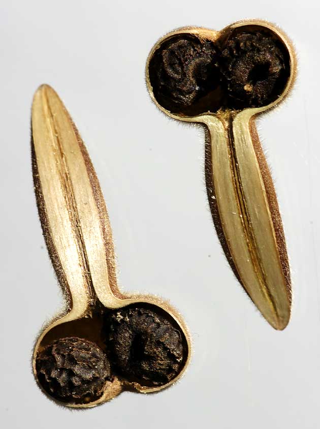 fruit en coupe avec graines