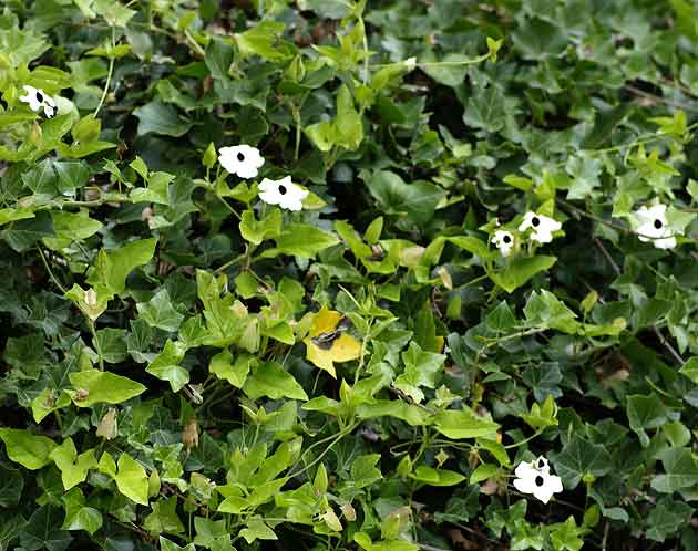 Thunbergia alata au comportement de liane