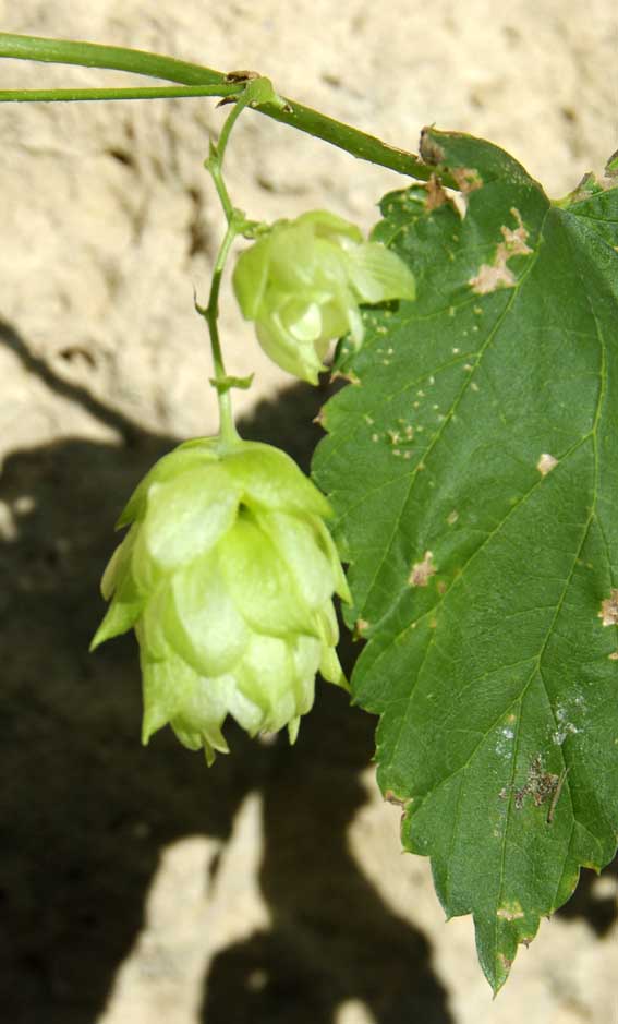 cône de fleurs femelles du houblon