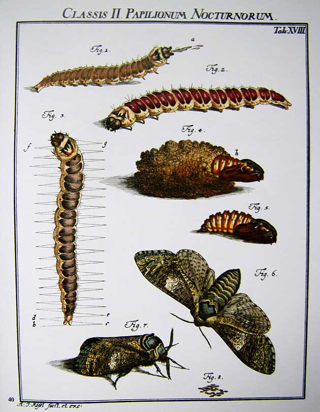 Planche d'insectes de R. von Rosenhof 