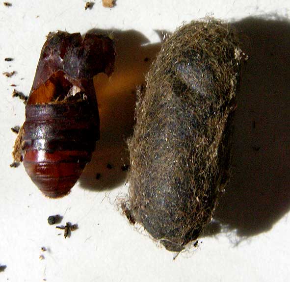 exuvie et cocon de Cossus gâte-bois