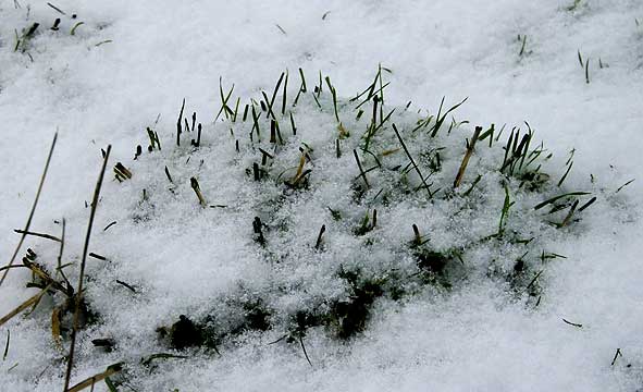 motte herbue devenue hérisson de neige