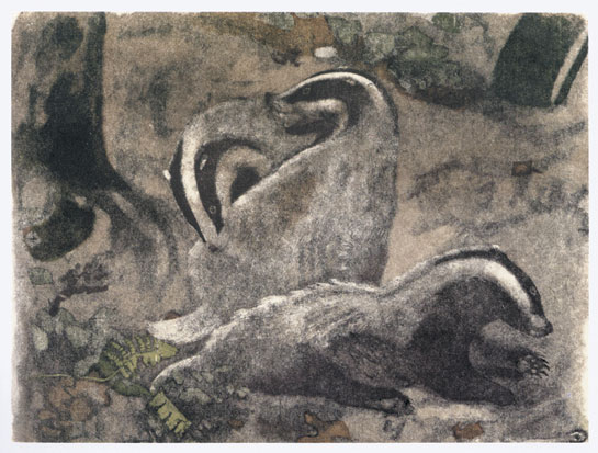 blaireaux, gravure de Robert Hainard