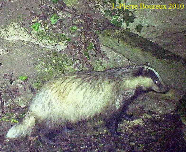 blaireau de retour au terrier