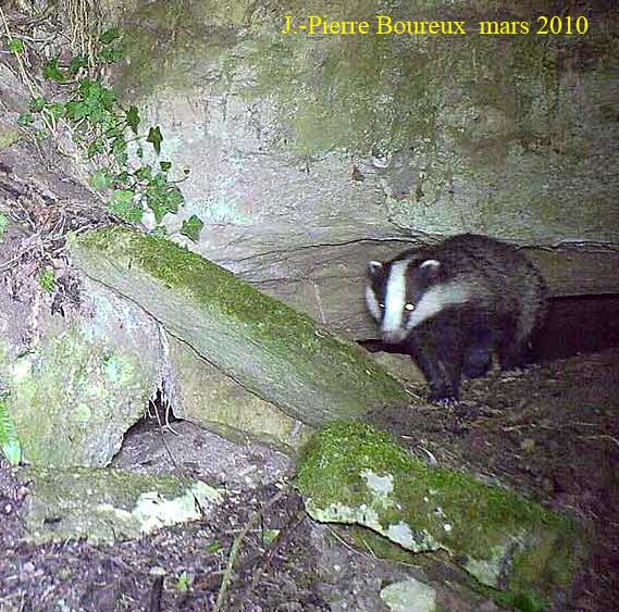 blaireau sortant d'une creute