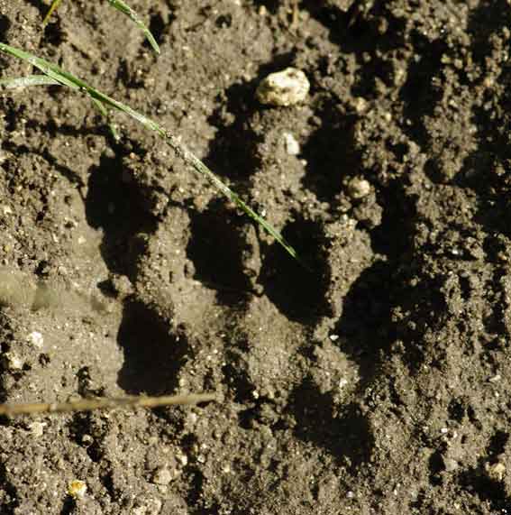 patte de blaireau dans le sable
