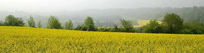brouillard de mai sur fond de colza
