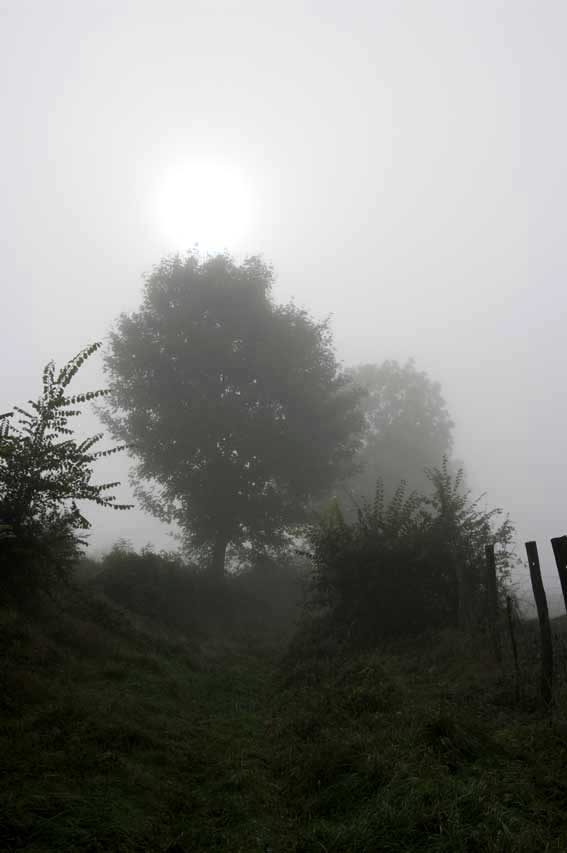 brouillard dans le chemin creux