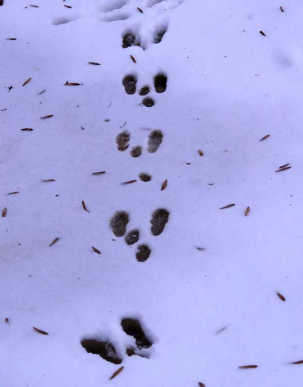 traces de garenne dans la neige sur la mare gelée