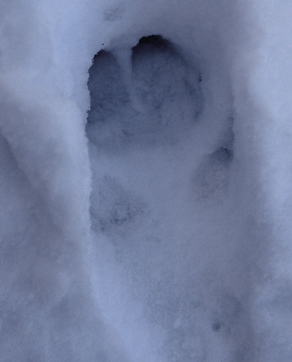 trace de sanglier dans la neige