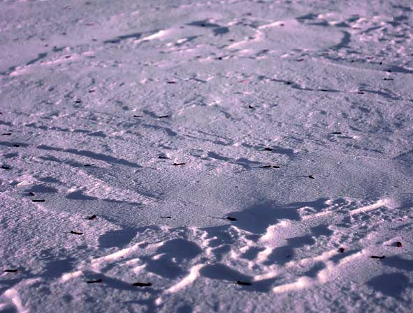 neige sur le Chemin des Dames à Paissy 