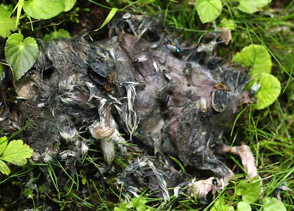 cadavre de lérot en décomposition