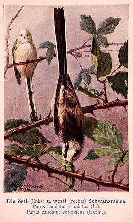 mésange à longue queue par Walter Heubach