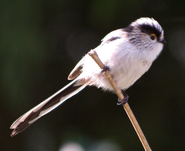 mésange à longue queue