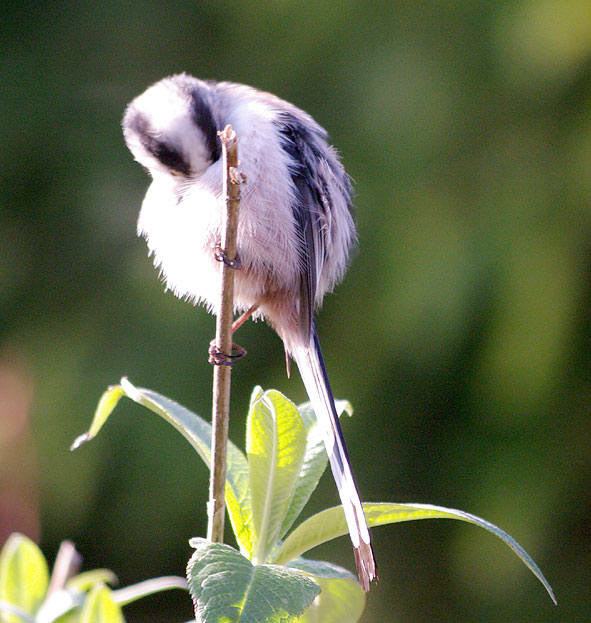 Aegithalos caudalus europaeus