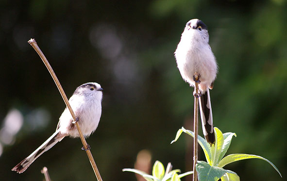 couple de mésanges à longue queue