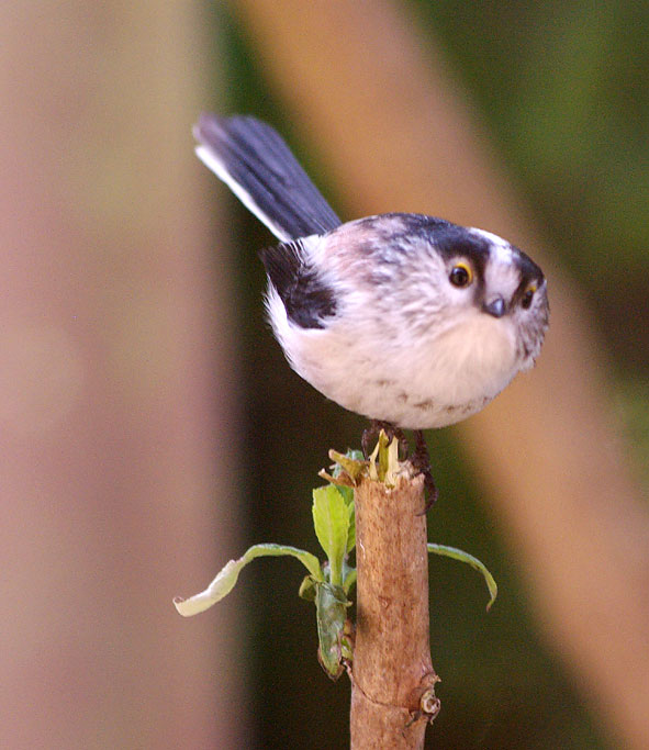 mésange à longue queue