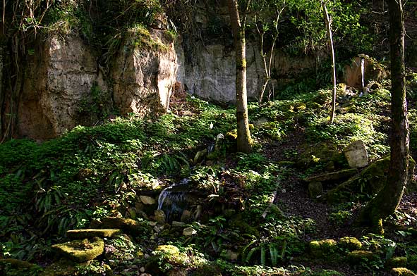 en sous-bois, Paissy