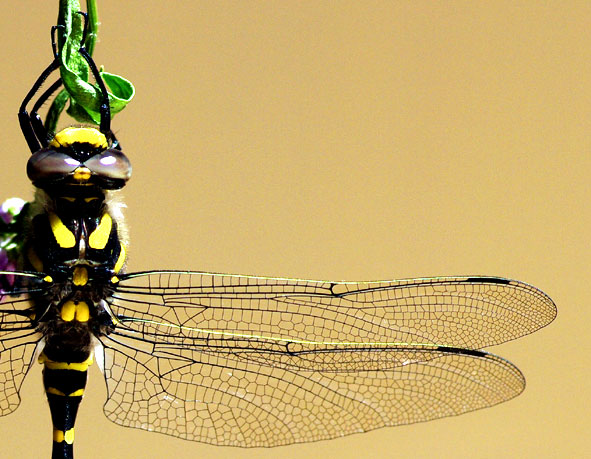 thorax et ailes de Garnde Aeschne