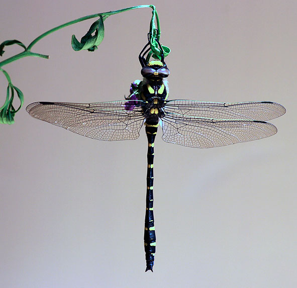 imago de Grande Aeschne