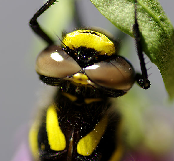 gros plan sur yeux de libellule Grande Aeschne 