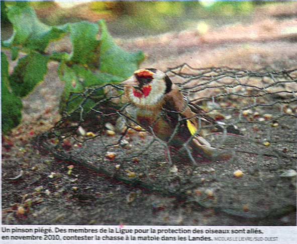un chardonneret pris au piège