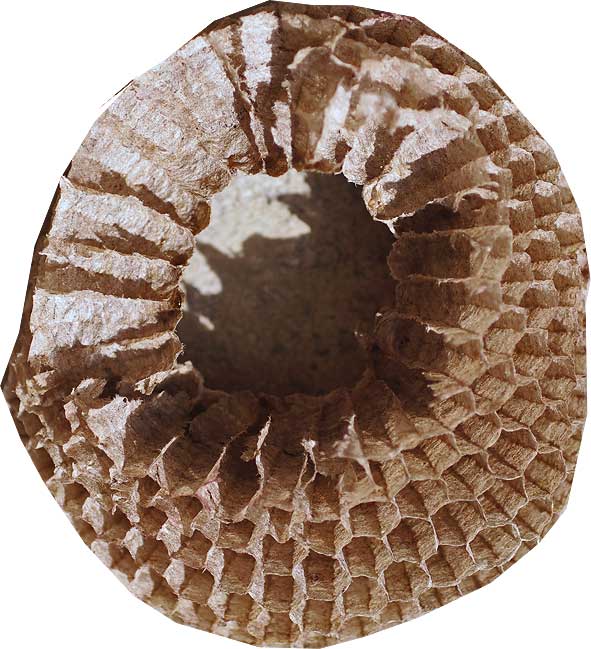 Alveoles fibreuses et hexagonales d'une construction de Dolichovespula media Dolichovespula media, alvéoles