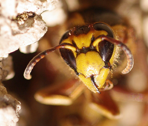 face de Dolichovespula media face de Dolichovespula media