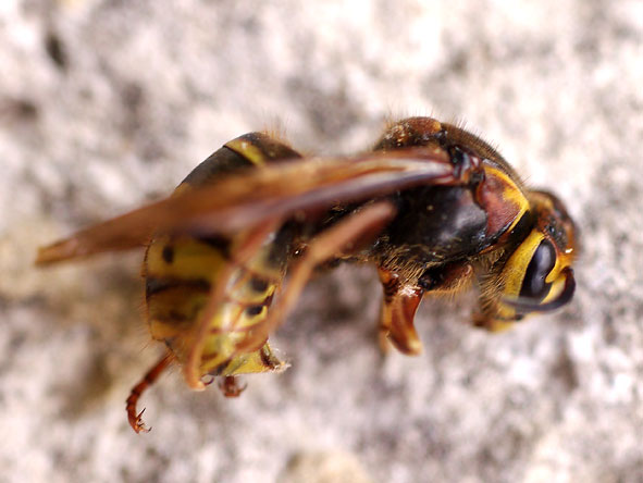reine de Dolichovespula, de profil reine de Dolichovespula de profil
