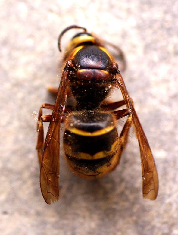reine de Dolichovespula media vue de dessus