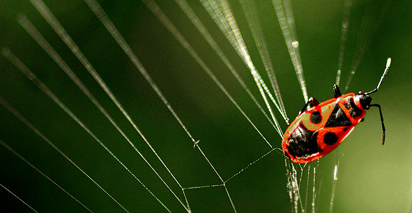 gendarme ou suisse = Pyrrhocoris apterus
