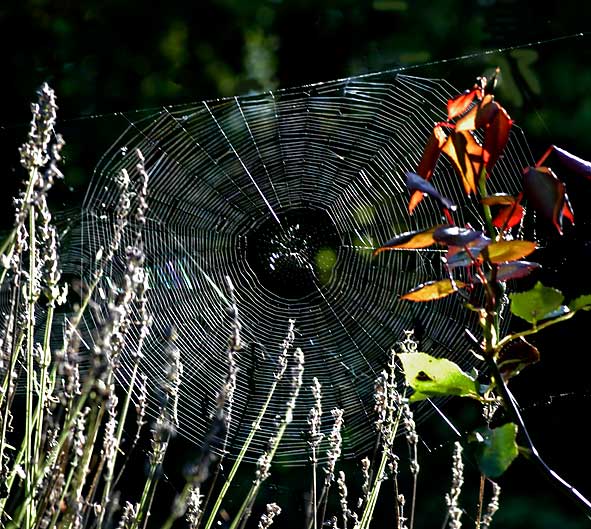 toiles des épeires revêtues de rosée